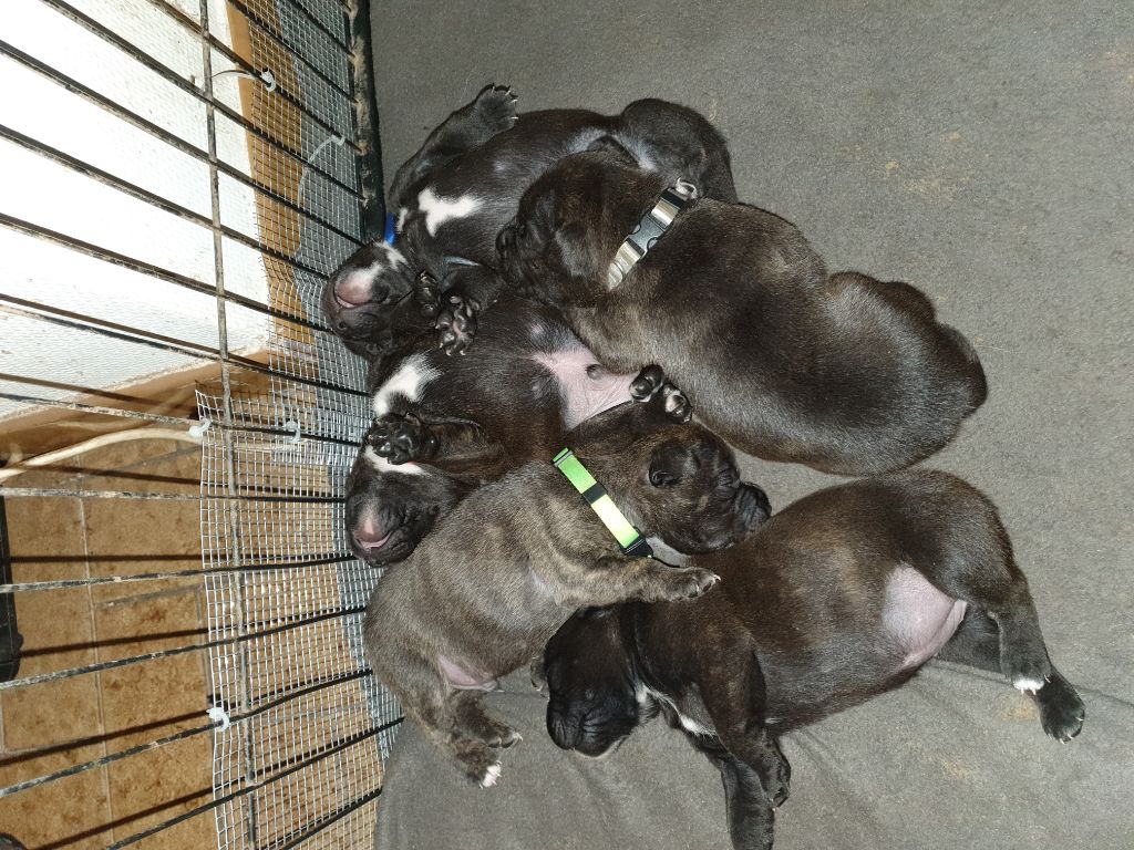 Des Gardiens De La Lune Noire - Staffordshire Bull Terrier - Portée née le 08/02/2020